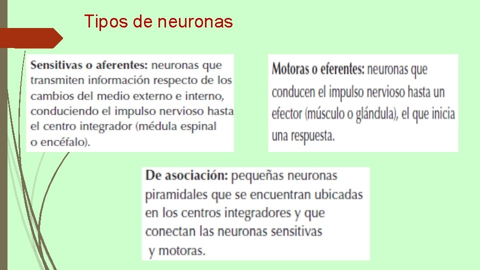 Tipos de neuronas 