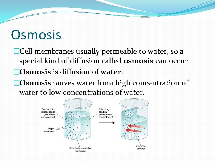 Osmosis �Cell membranes usually permeable to water, so a special kind of diffusion called