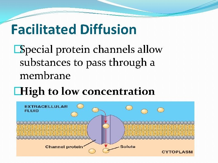Facilitated Diffusion �Special protein channels allow substances to pass through a membrane �High to