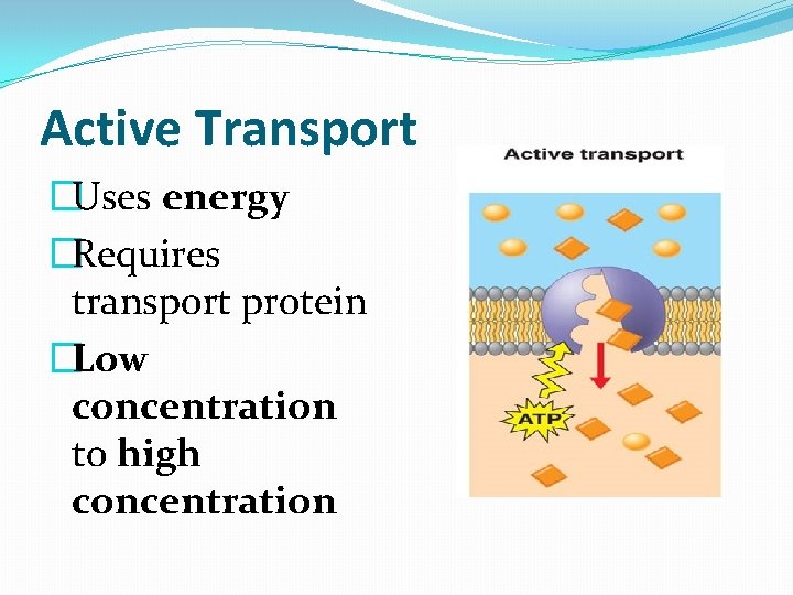 Active Transport �Uses energy �Requires transport protein �Low concentration to high concentration 