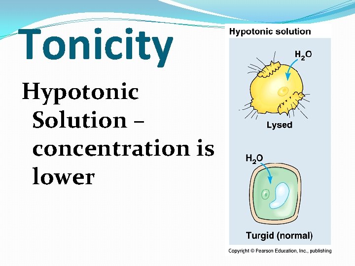 Tonicity Hypotonic Solution – concentration is lower 