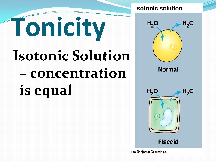 Tonicity Isotonic Solution – concentration is equal 