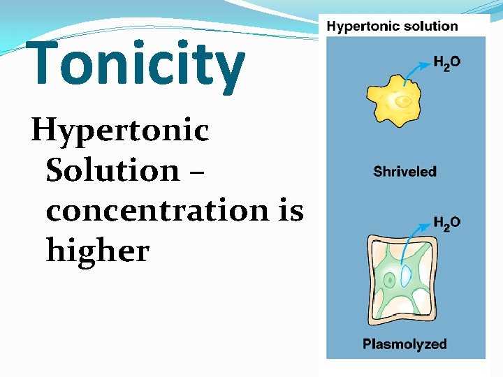 Tonicity Hypertonic Solution – concentration is higher 