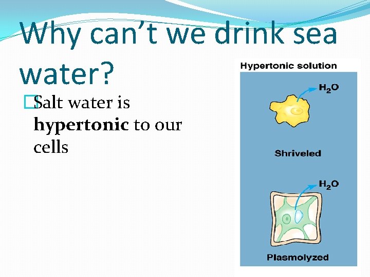 Why can’t we drink sea water? �Salt water is hypertonic to our cells 