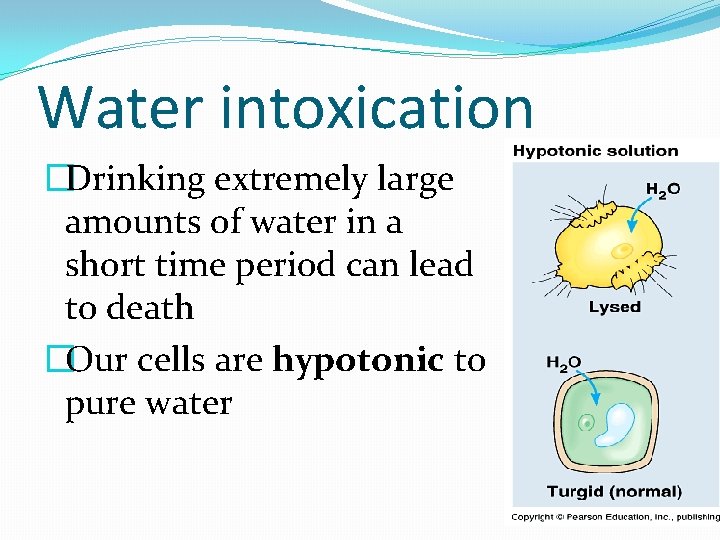 Water intoxication �Drinking extremely large amounts of water in a short time period can