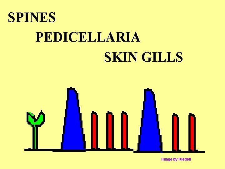 SPINES PEDICELLARIA SKIN GILLS Image by Riedell 