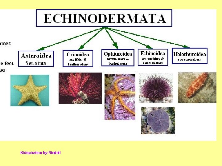 Kidspiration by Riedell 