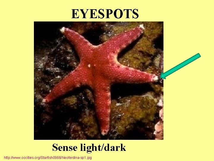 EYESPOTS Sense light/dark http: //www. oocities. org/Starfish 0966/Neoferdina-sp 1. jpg 