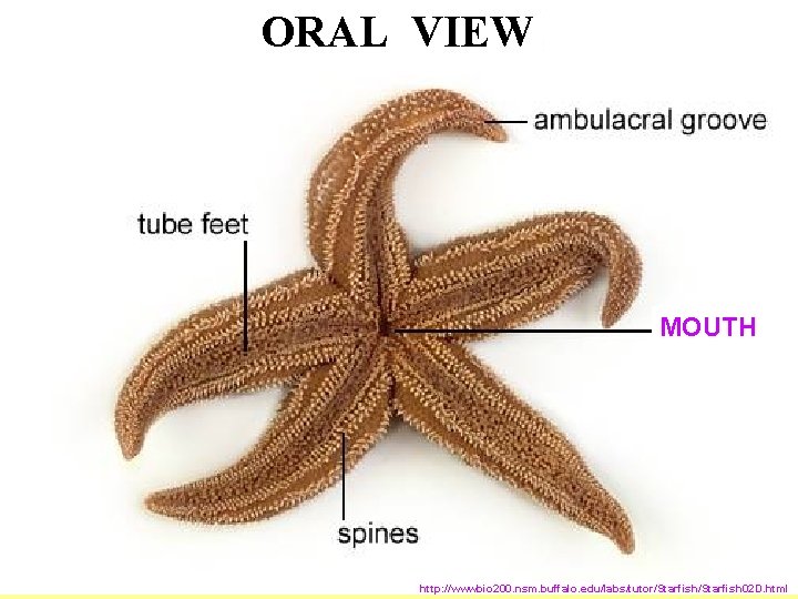 ORAL VIEW MOUTH http: //wwwbio 200. nsm. buffalo. edu/labs/tutor/Starfish 02 D. html 