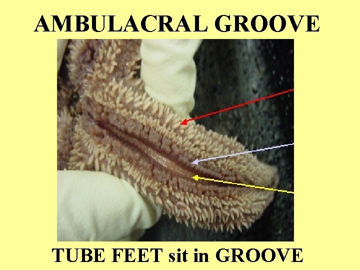AMBULACRAL GROOVE TUBE FEET sit in GROOVE 