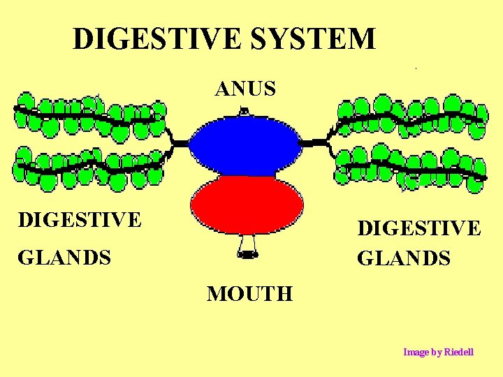 DIGESTIVE SYSTEM ANUS DIGESTIVE GLANDS MOUTH Image by Riedell 