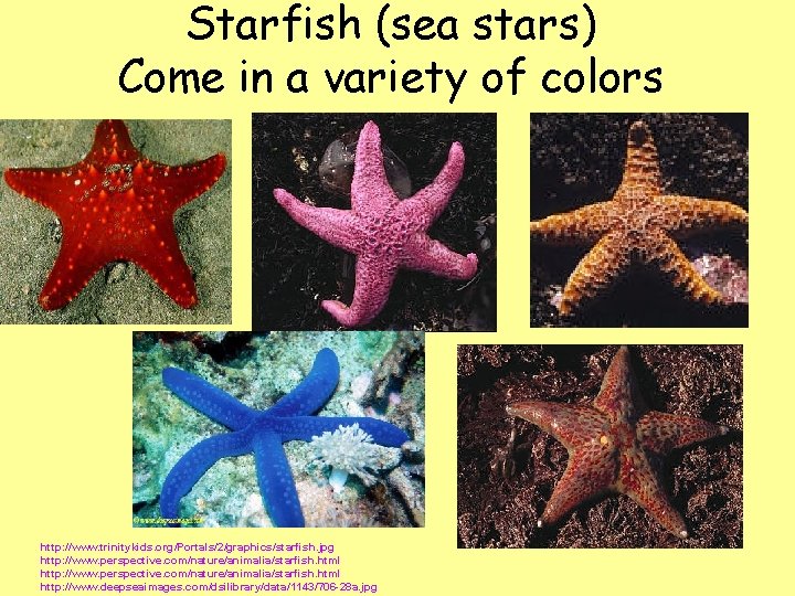 Starfish (sea stars) Come in a variety of colors http: //www. trinitykids. org/Portals/2/graphics/starfish. jpg