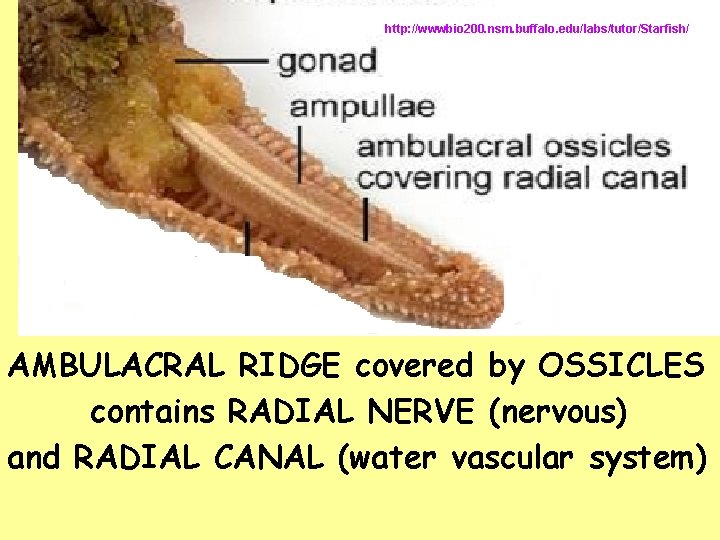 http: //wwwbio 200. nsm. buffalo. edu/labs/tutor/Starfish/ AMBULACRAL RIDGE covered by OSSICLES contains RADIAL NERVE