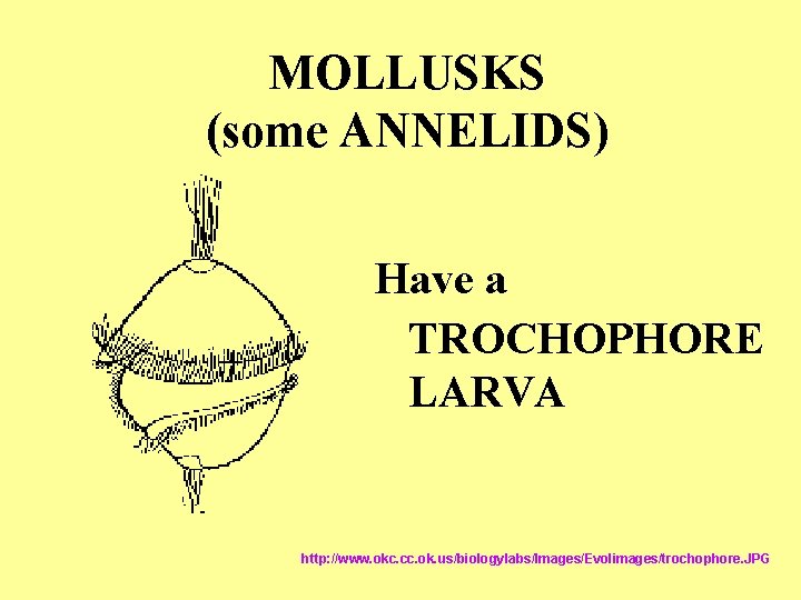 MOLLUSKS (some ANNELIDS) Have a TROCHOPHORE LARVA http: //www. okc. cc. ok. us/biologylabs/Images/Evolimages/trochophore. JPG