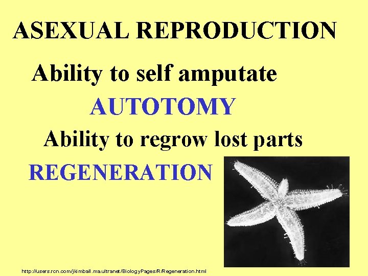 ASEXUAL REPRODUCTION Ability to self amputate AUTOTOMY Ability to regrow lost parts REGENERATION http: