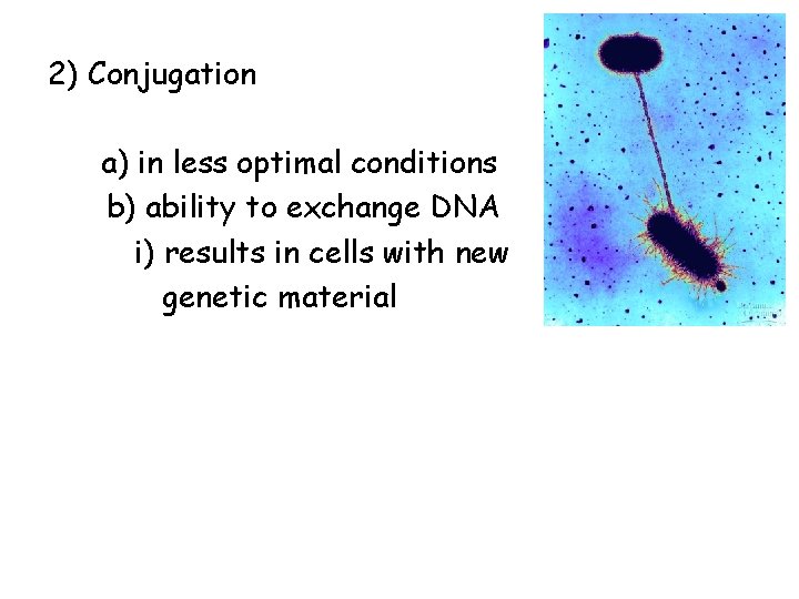 2) Conjugation a) in less optimal conditions b) ability to exchange DNA i) results