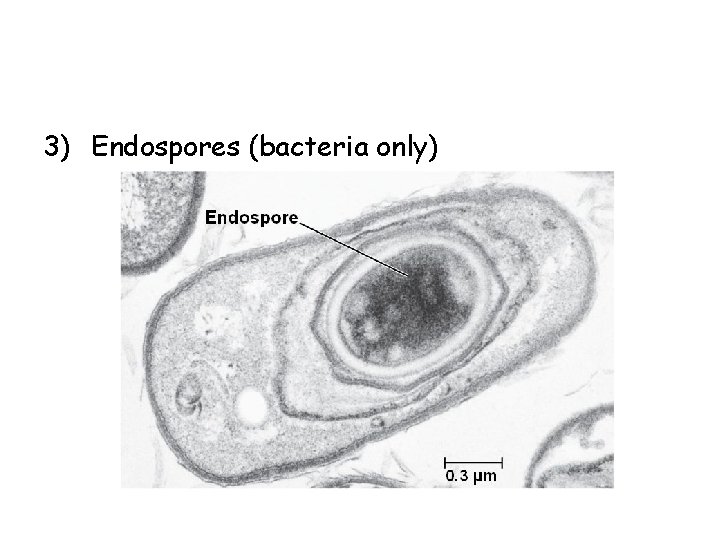 3) Endospores (bacteria only) 