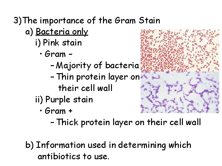 3)The importance of the Gram Stain a) Bacteria only i) Pink stain • Gram