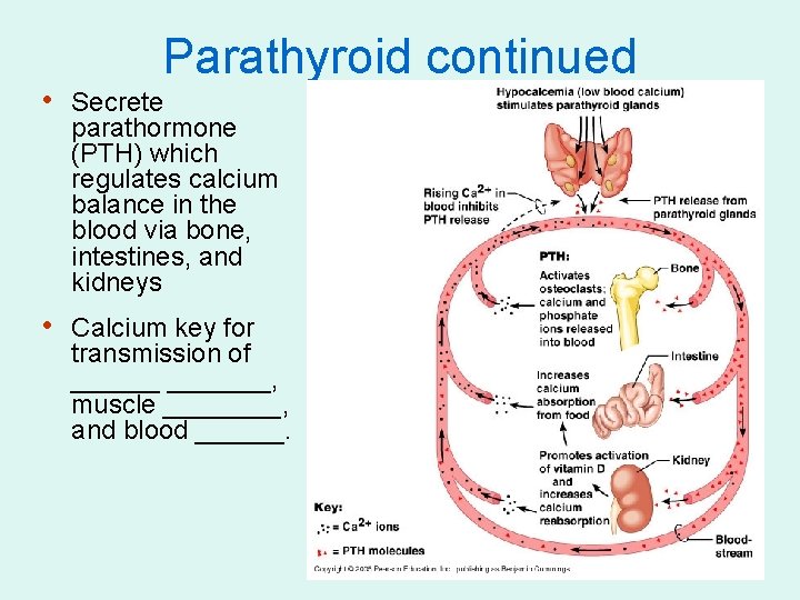 Parathyroid continued • Secrete parathormone (PTH) which regulates calcium balance in the blood via