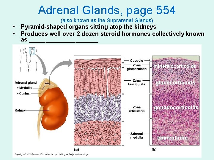 Adrenal Glands, page 554 (also known as the Suprarenal Glands) • Pyramid-shaped organs sitting