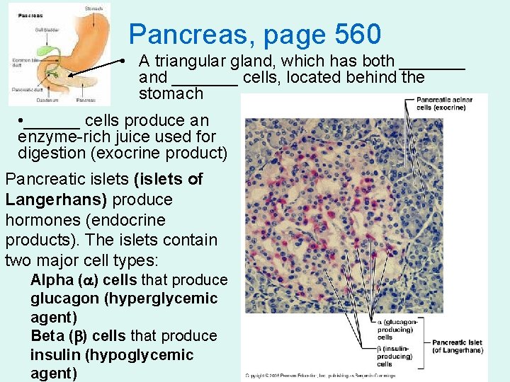 Pancreas, page 560 • A triangular gland, which has both _______ and _______ cells,