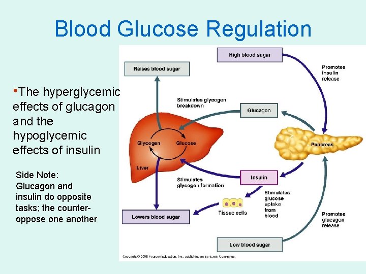 Blood Glucose Regulation • The hyperglycemic effects of glucagon and the hypoglycemic effects of