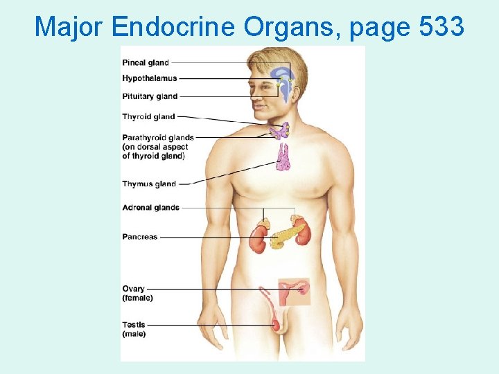 Major Endocrine Organs, page 533 