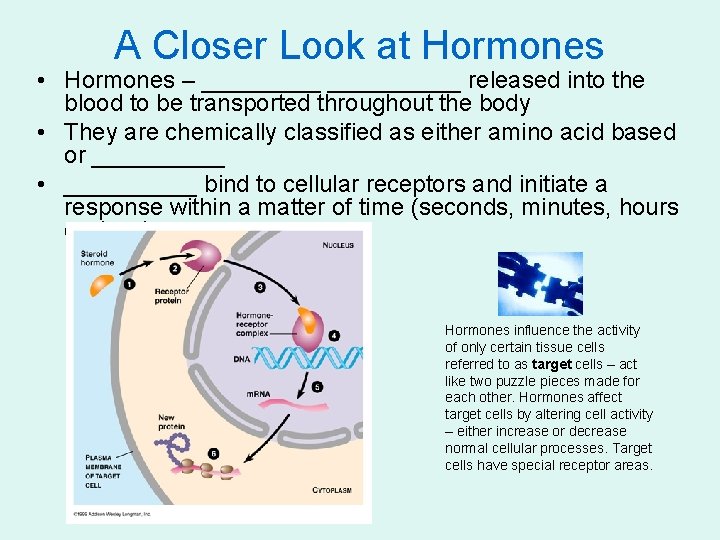 A Closer Look at Hormones • Hormones – __________ released into the blood to