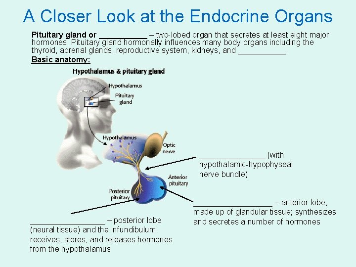 A Closer Look at the Endocrine Organs Pituitary gland or ______ – two-lobed organ