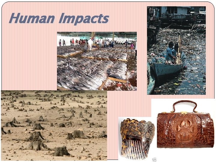 Human Impacts 