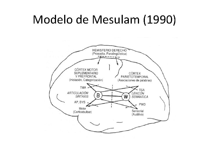 Modelo de Mesulam (1990) 