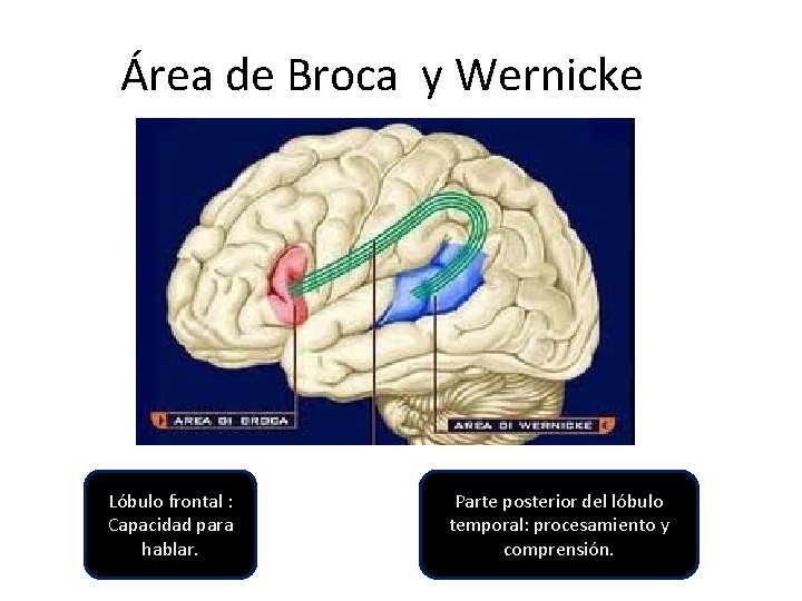 Área de Broca y Wernicke Lóbulo frontal : Capacidad para hablar. Parte posterior del