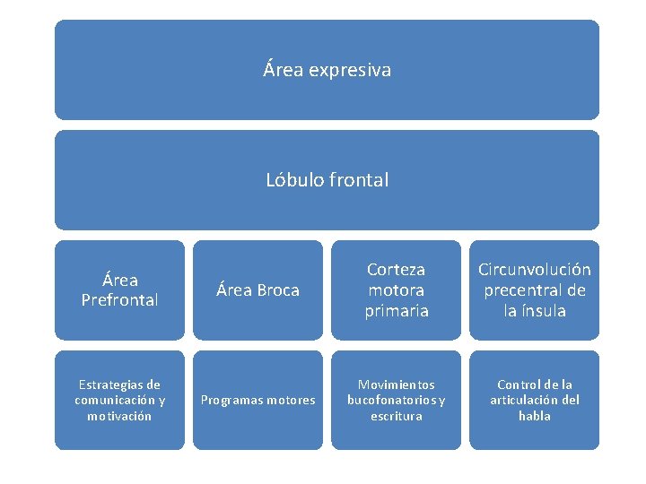 Área expresiva Lóbulo frontal Área Prefrontal Estrategias de comunicación y motivación Área Broca Corteza