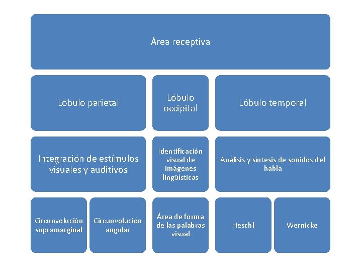 Área receptiva Lóbulo parietal Lóbulo occipital Lóbulo temporal Integración de estímulos visuales y auditivos