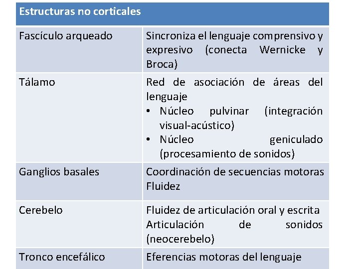 Estructuras no corticales Fascículo arqueado Tálamo Ganglios basales Sincroniza el lenguaje comprensivo y expresivo