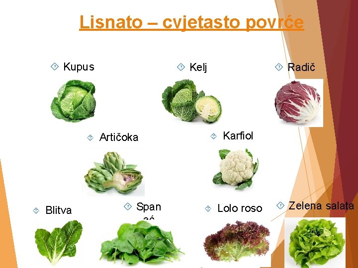 Lisnato – cvjetasto povrće Kupus Blitva Kelj Artičoka Span ać Radič Karfiol Lolo roso