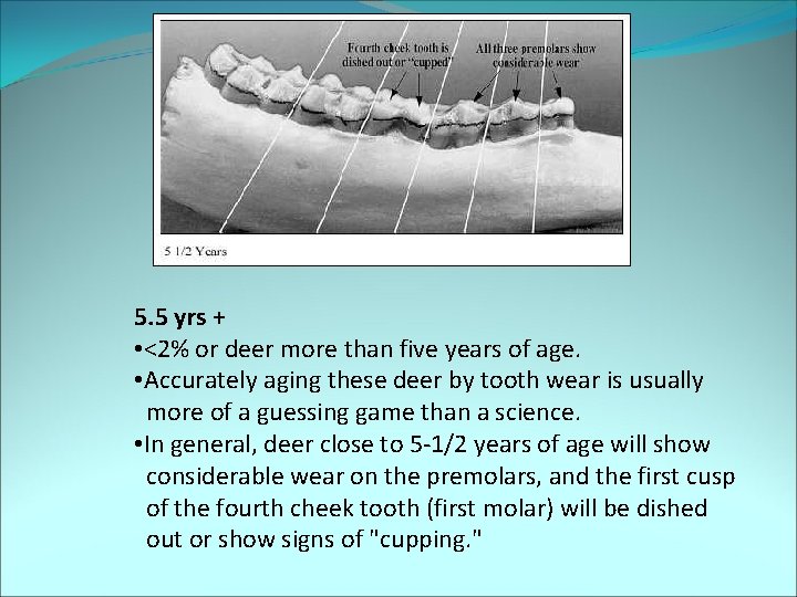 5. 5 yrs + • <2% or deer more than five years of age.
