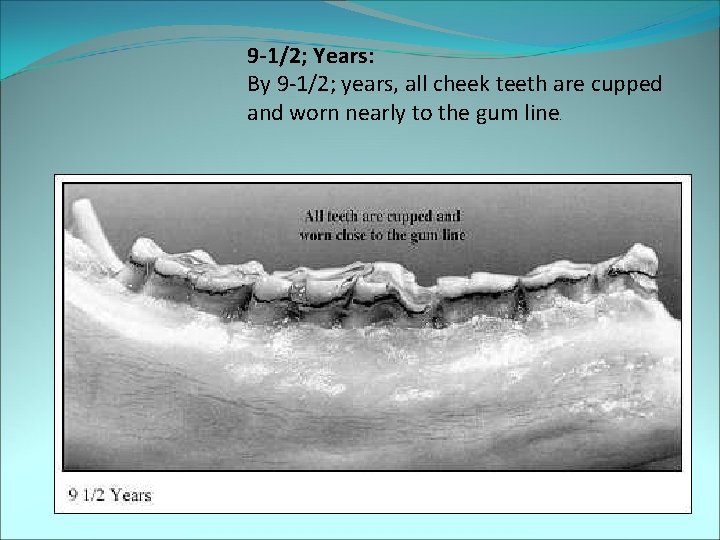 9 -1/2; Years: By 9 -1/2; years, all cheek teeth are cupped and worn