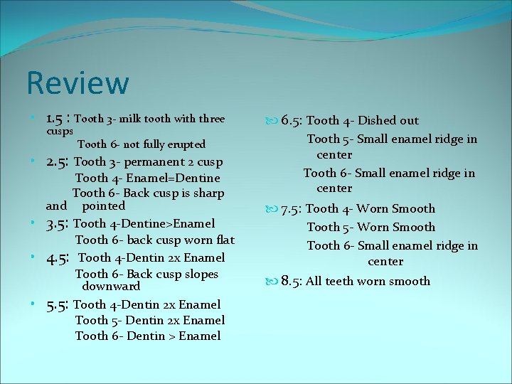 Review • 1. 5 : Tooth 3 - milk tooth with three cusps Tooth