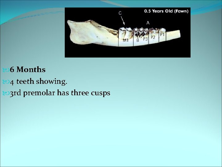  6 Months 4 teeth showing. 3 rd premolar has three cusps 