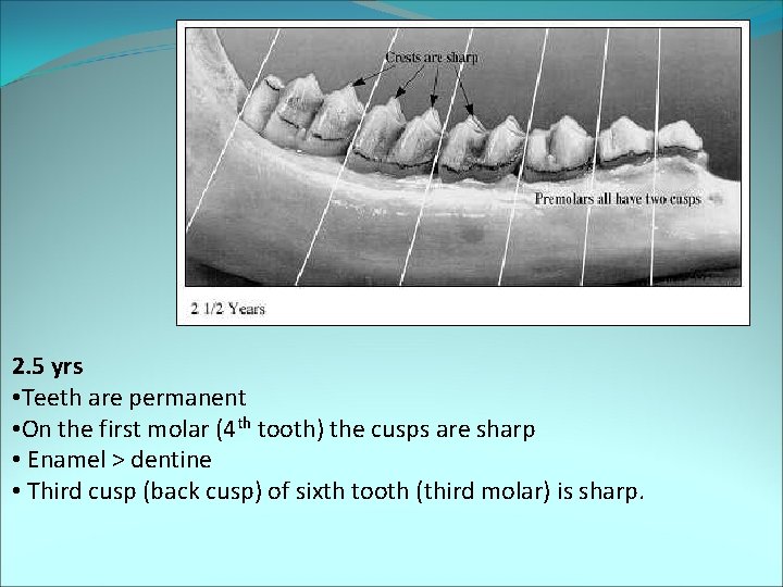 2. 5 yrs • Teeth are permanent • On the first molar (4 th