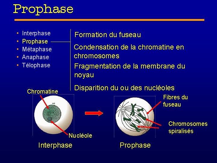 Prophase • • • Interphase Prophase Métaphase Anaphase Télophase Formation du fuseau Condensation de