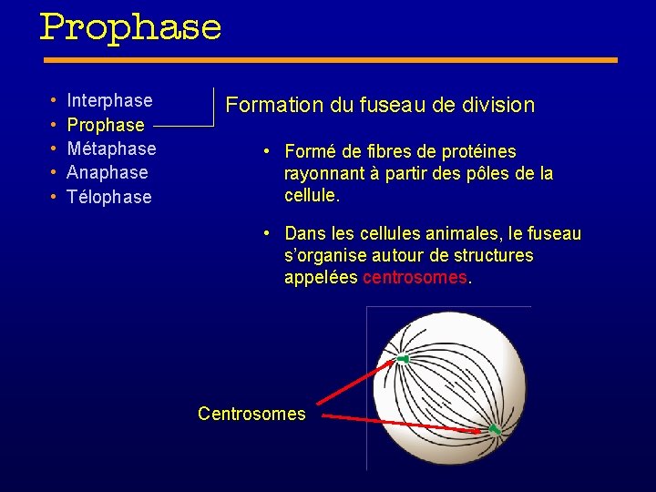 Prophase • • • Interphase Prophase Métaphase Anaphase Télophase Formation du fuseau de division