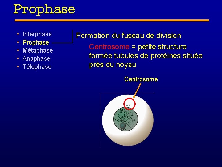 Prophase • • • Interphase Prophase Métaphase Anaphase Télophase Formation du fuseau de division