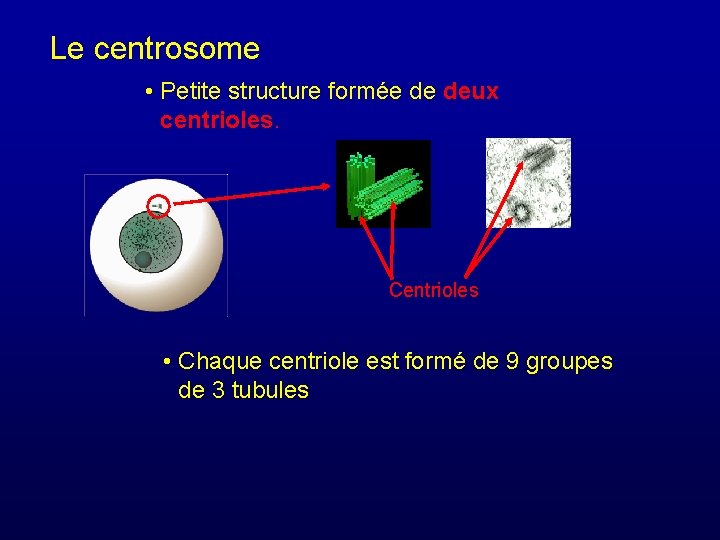 Le centrosome • Petite structure formée de deux centrioles. Centrioles • Chaque centriole est