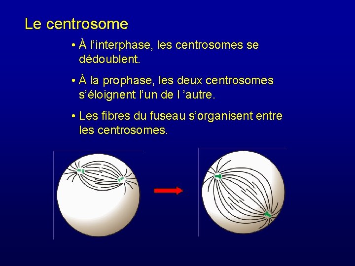 Le centrosome • À l’interphase, les centrosomes se dédoublent. • À la prophase, les