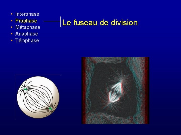  • • • Interphase Prophase Métaphase Anaphase Télophase Le fuseau de division 