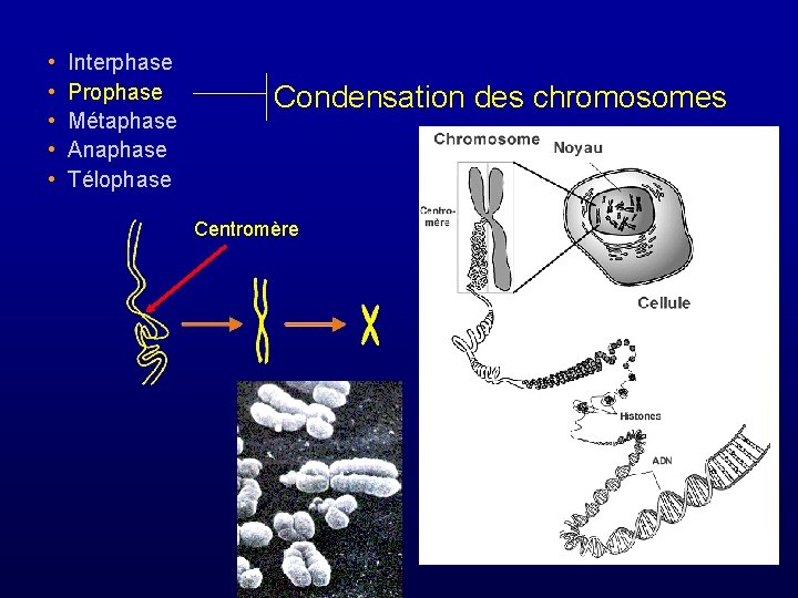  • • • Interphase Prophase Métaphase Anaphase Télophase Condensation des chromosomes Centromère 