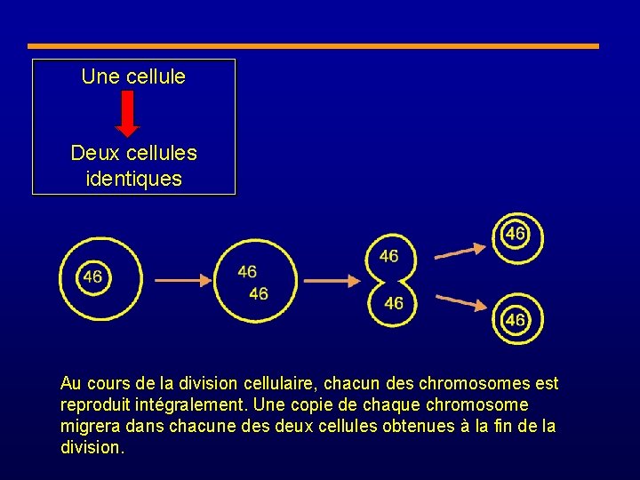 Une cellule Deux cellules identiques Au cours de la division cellulaire, chacun des chromosomes