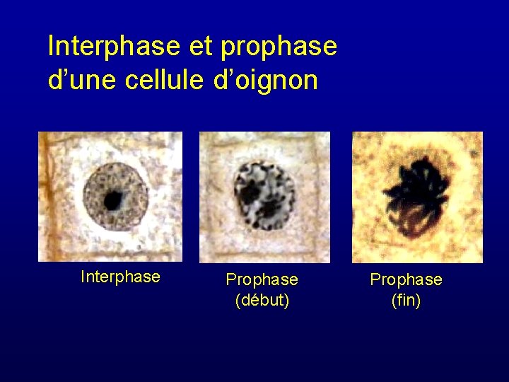 Interphase et prophase d’une cellule d’oignon Interphase Prophase (début) Prophase (fin) 